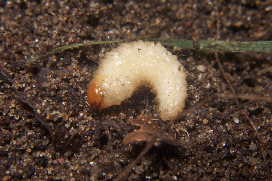 Dickmaulruessler larve nematoden