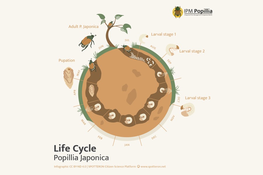 jakankafer LifeCyclenematoden