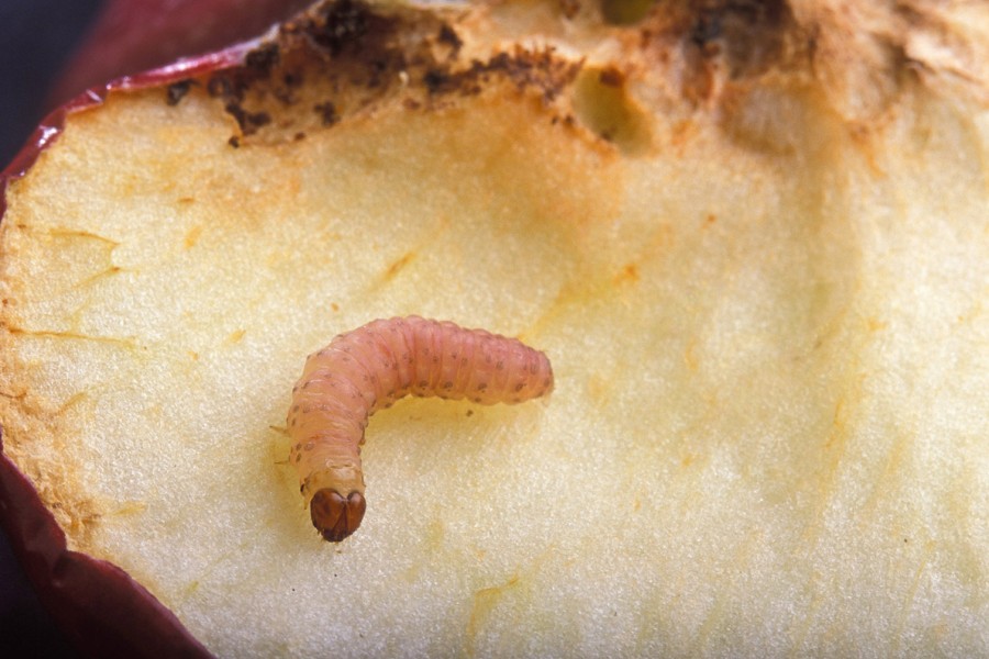 Cydia pomonella larva e nema