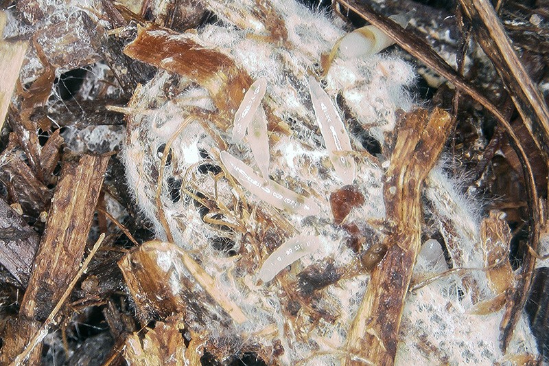 phorid larvae mycelium mushroom nematodes