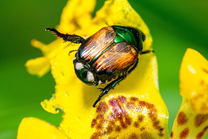 popilia jopanica e nema